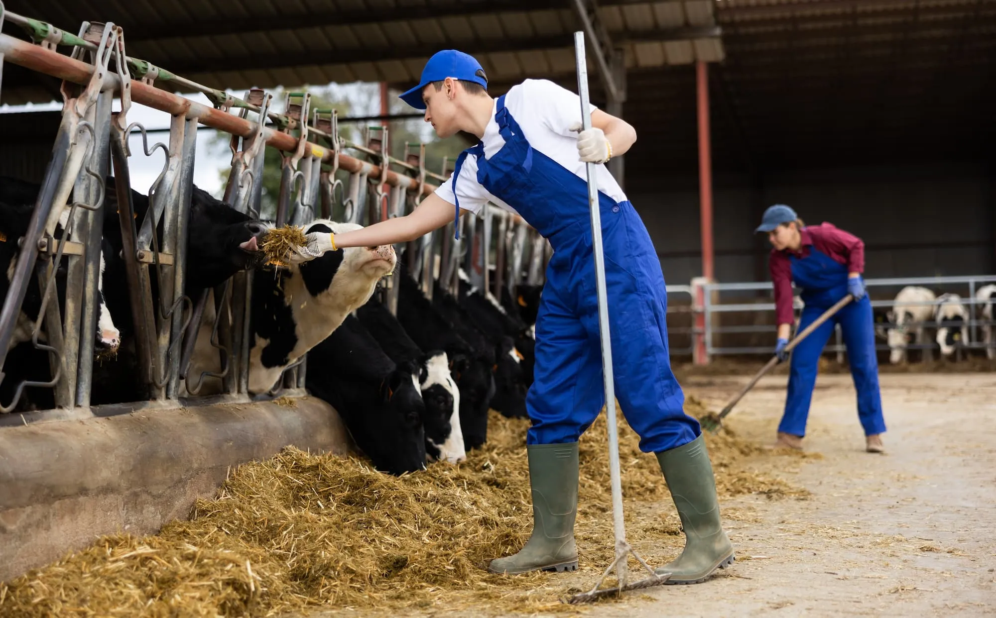 Lavoro in stalla, cura degli animali